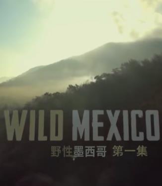 野性墨西哥封面图