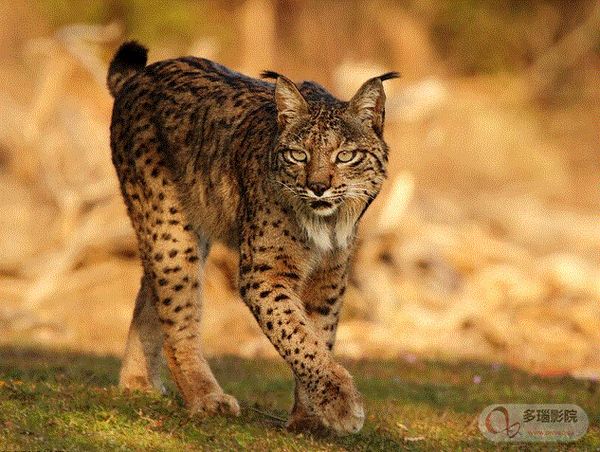 常回家看看的猞猁兄弟封面图