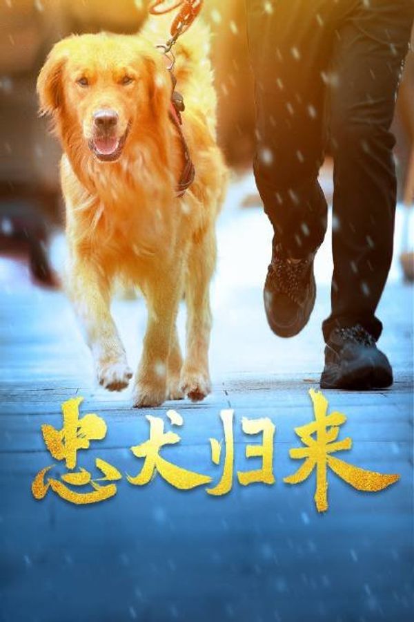 忠犬归来封面图