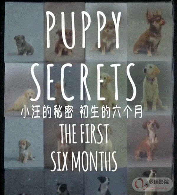 小汪的秘密 初生的六个月封面图