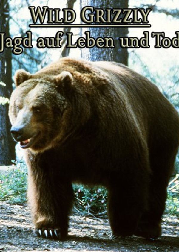 灰色野熊封面图