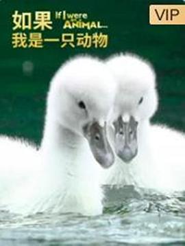 如果我是一只动物封面图