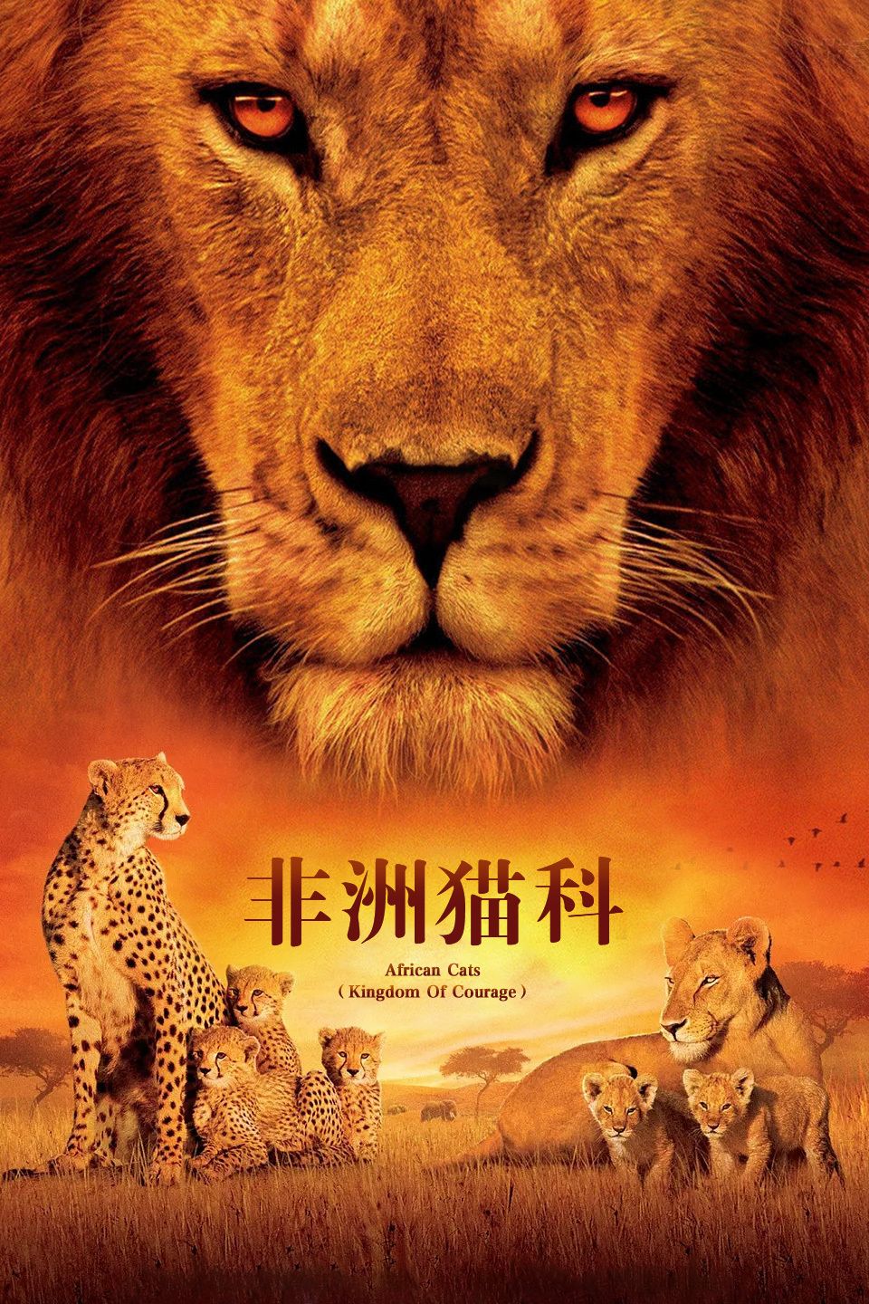 非洲猫科封面图