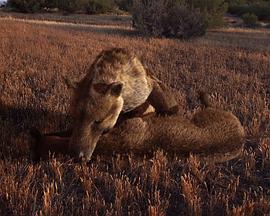 史前掠食动物封面图