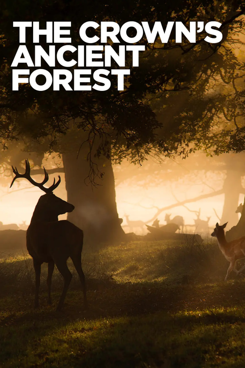 王室的古森林封面图