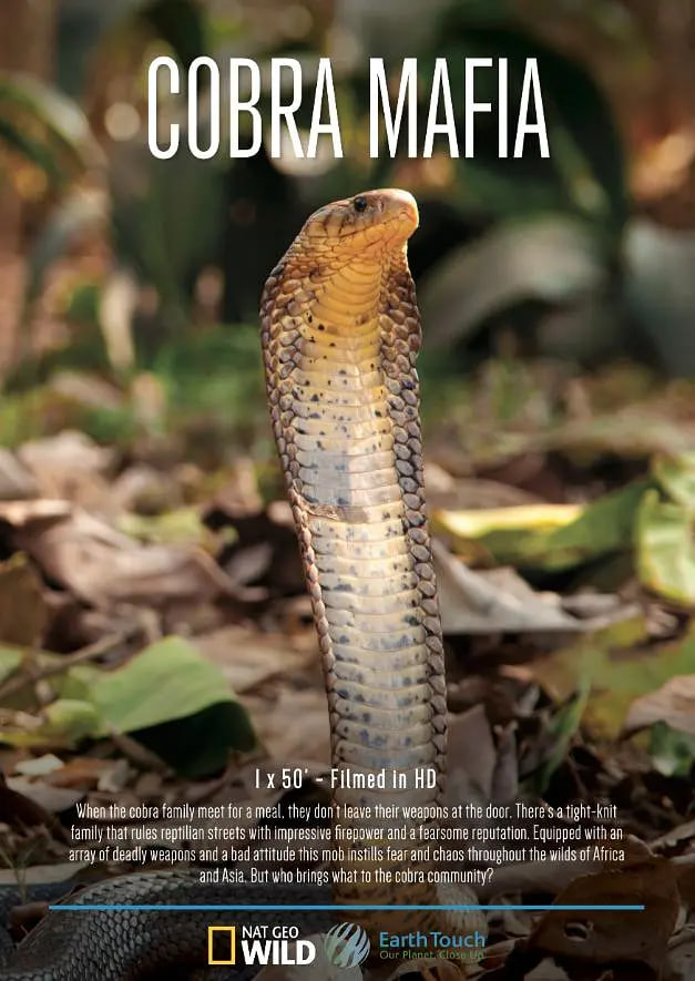 眼镜蛇黑手党封面图