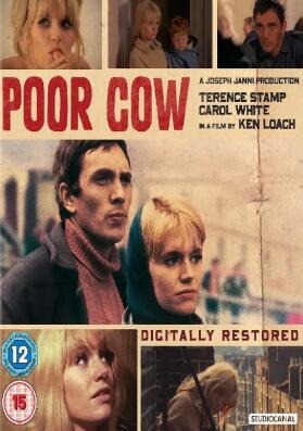 可怜的母牛封面图