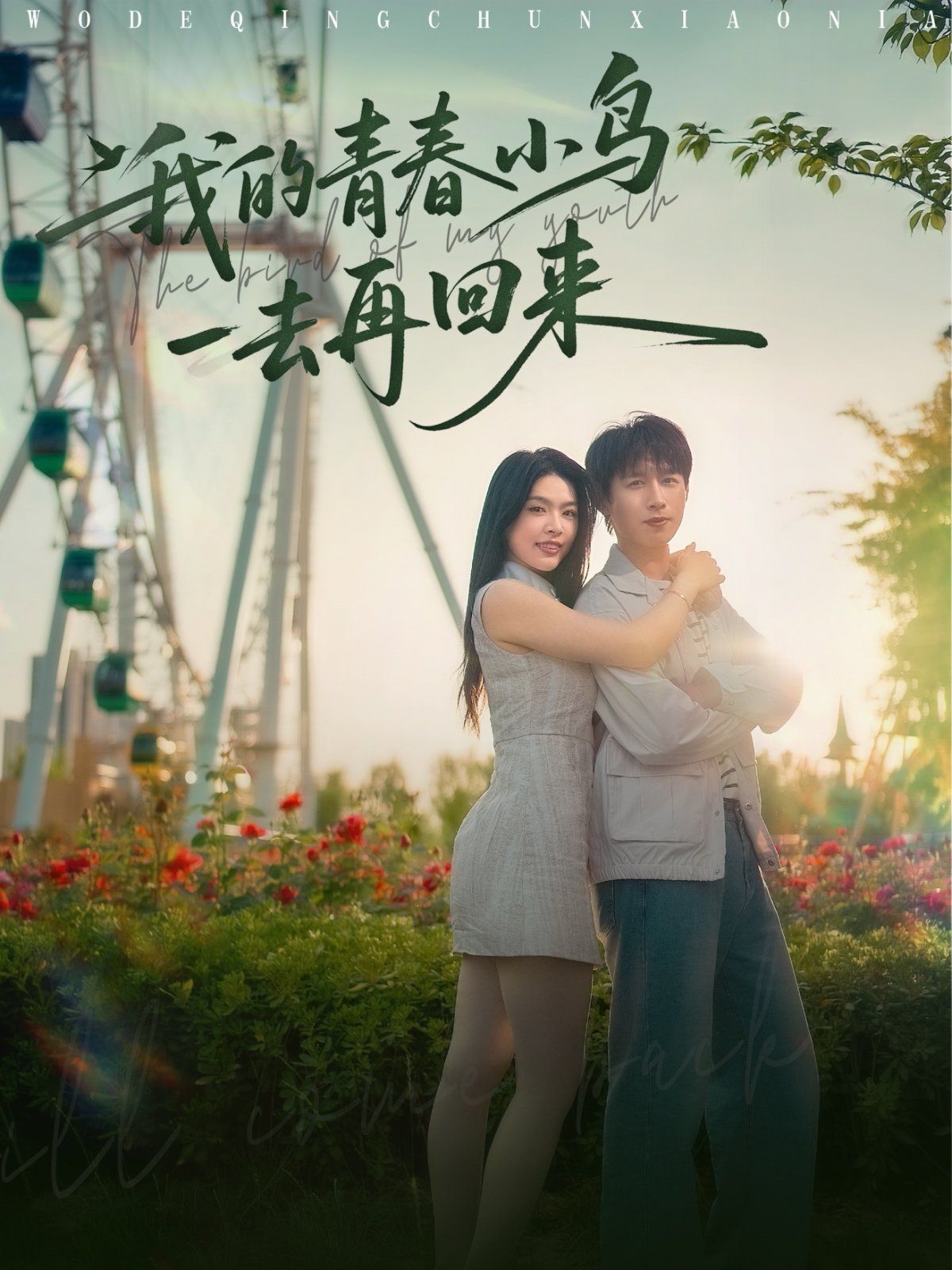 我的青春小鸟一去再回来封面图