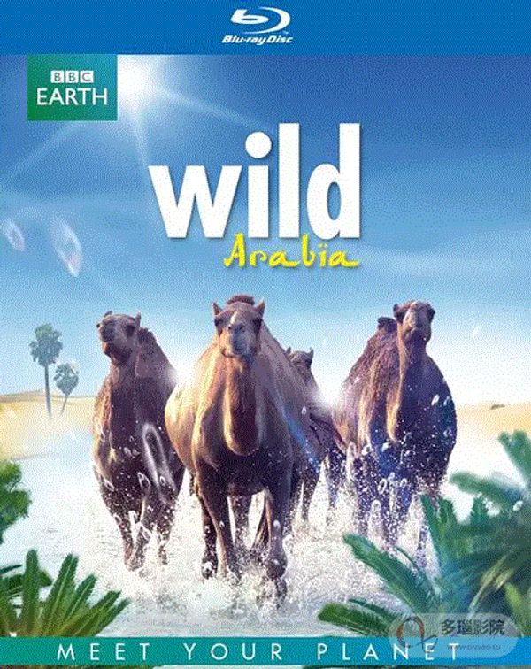 狂野阿拉伯封面图
