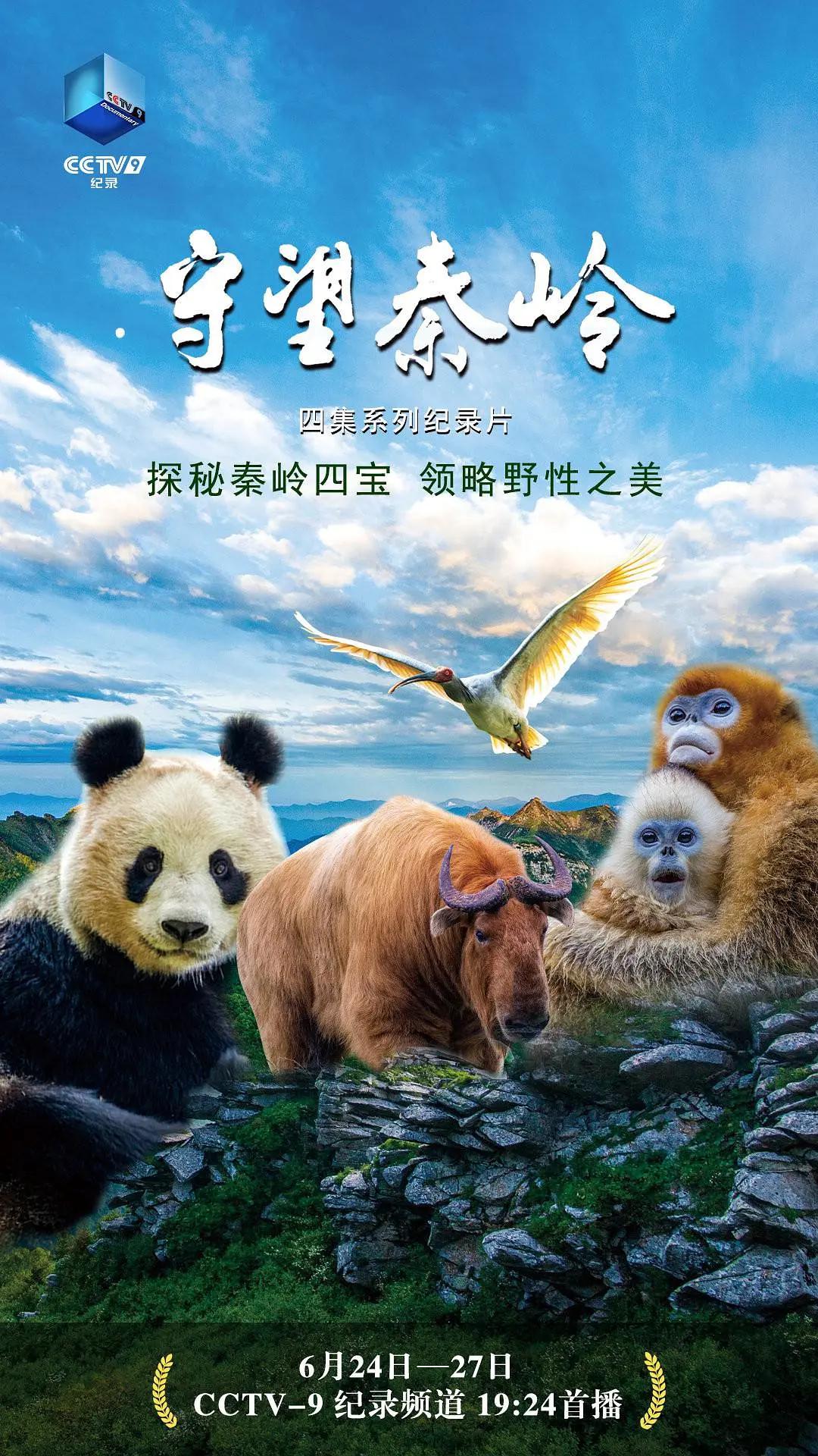 守望秦岭封面图