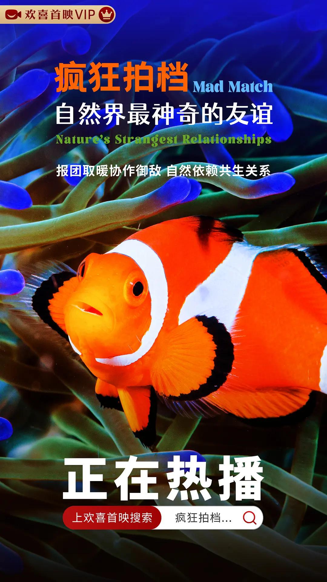 疯狂拍档：自然界最神奇的友谊封面图