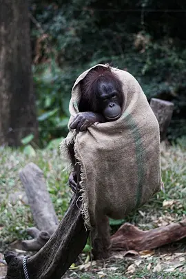 奇趣动物园封面图