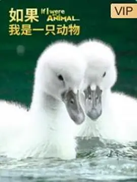 如果我是一只动物封面图