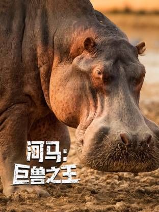 河马：巨兽之王封面图